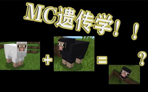 我的世界黑色羊毛怎么得到[图1]